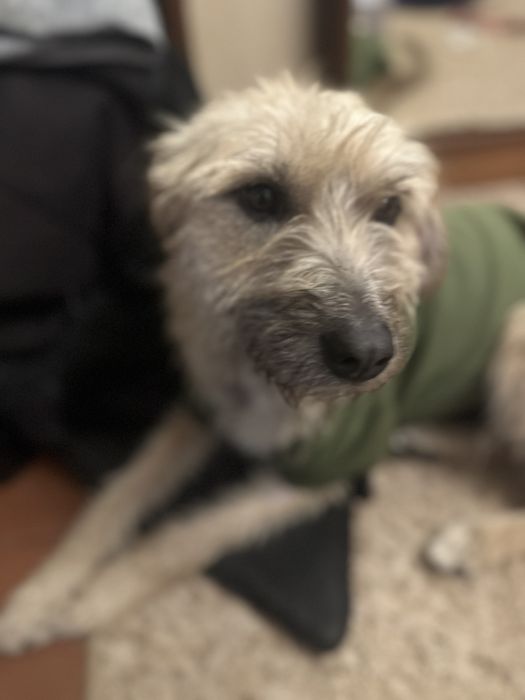 Прилаштовується собаня, буде справжнім другом