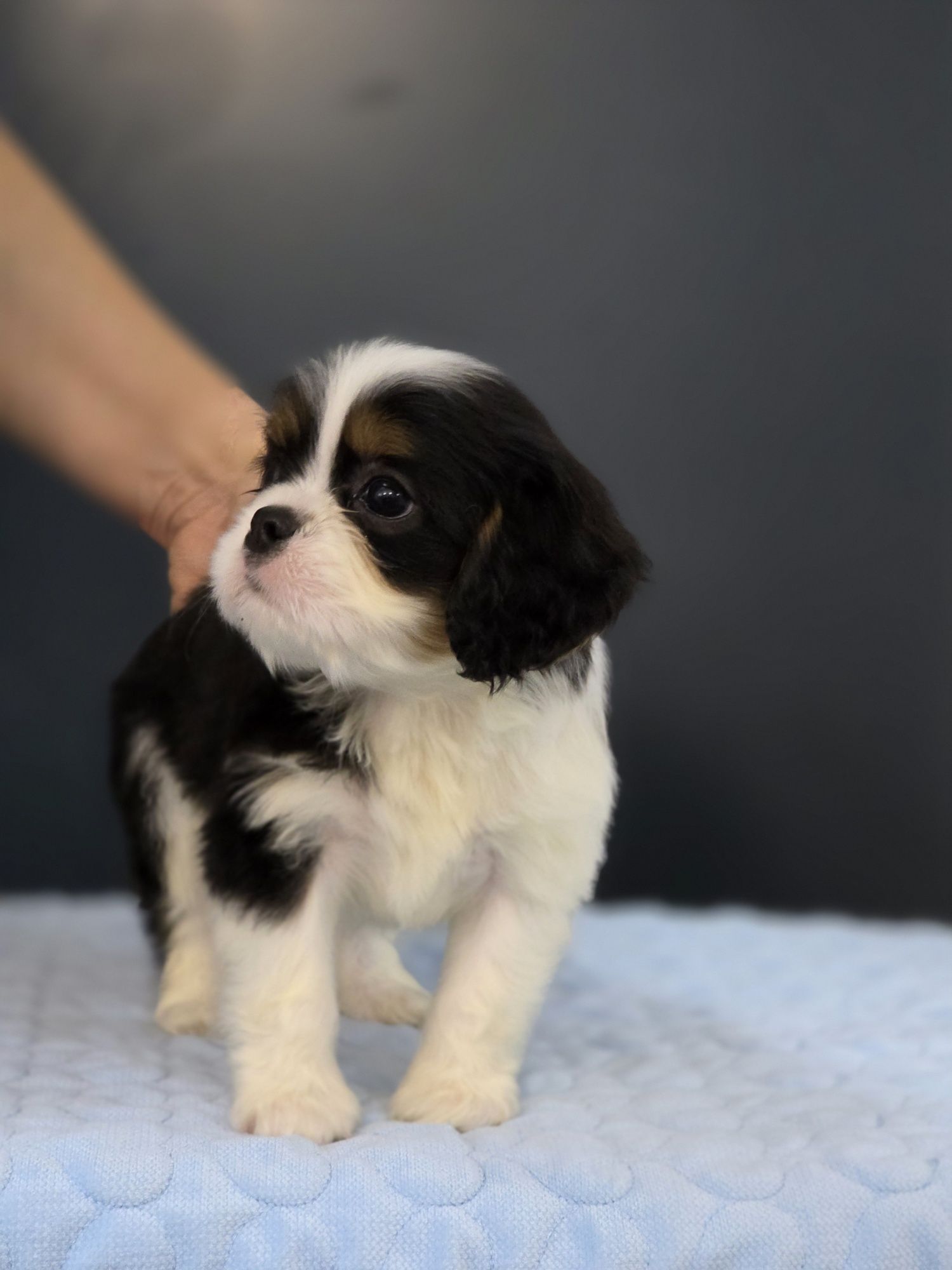 Cavalier King Charles Spaniel