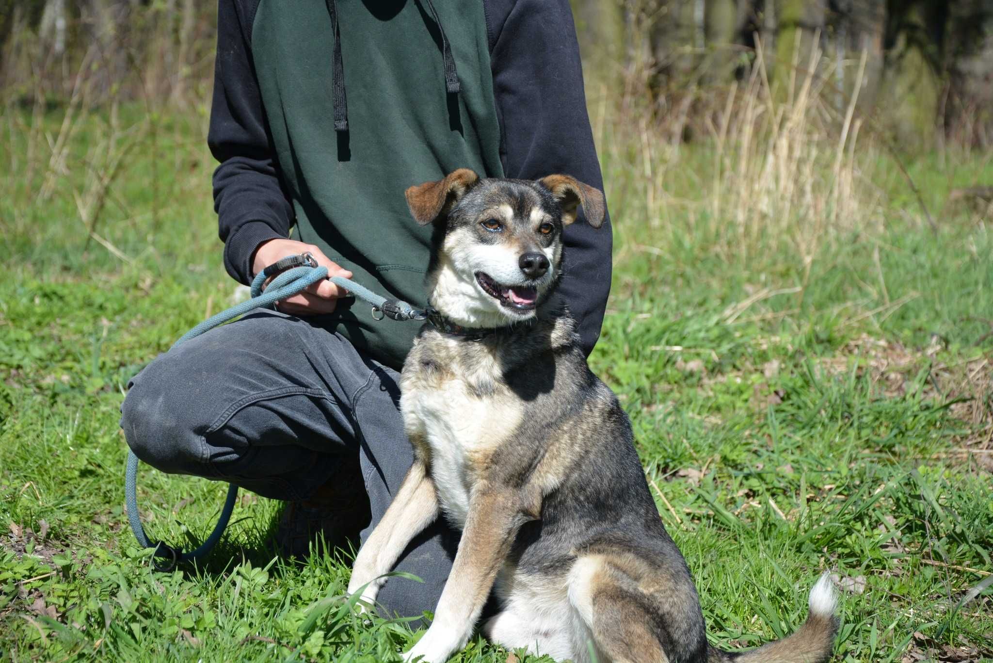 Gwizdek - psiak szukający domu, takiego na stałe - do adopcji