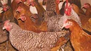 Kury nioski młode z własnej hodowli ! Kurki zdrowe 100 % ! ZAPRASZAM