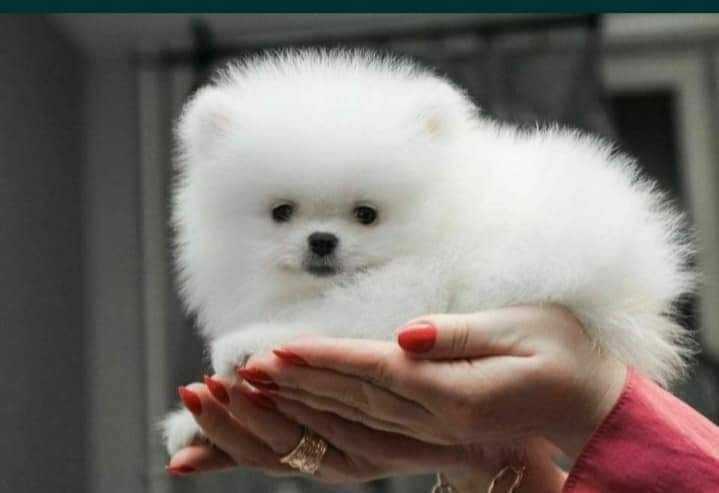 Szczenięta pomeranian szpic miniaturowy puchate, krótkie pyszczki