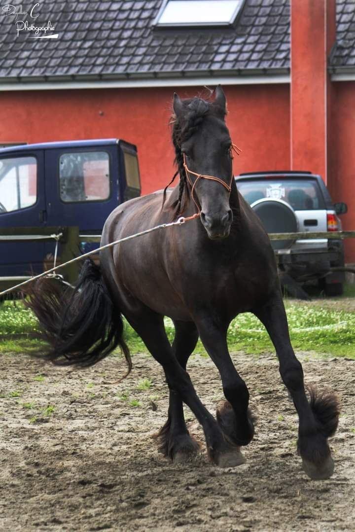 Os Serviço cavalos