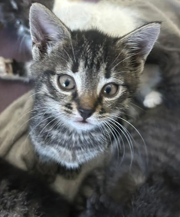 Oddam kotki za darmo