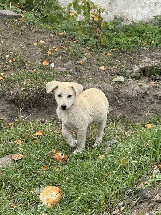 Віддам безкоштовно