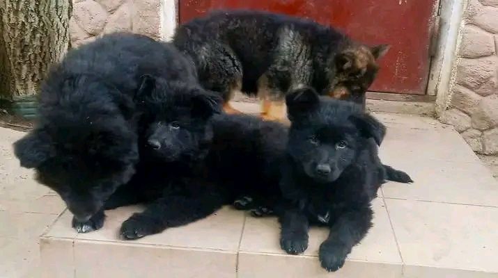 Продам щенков немецкой овчарки длинношерстные