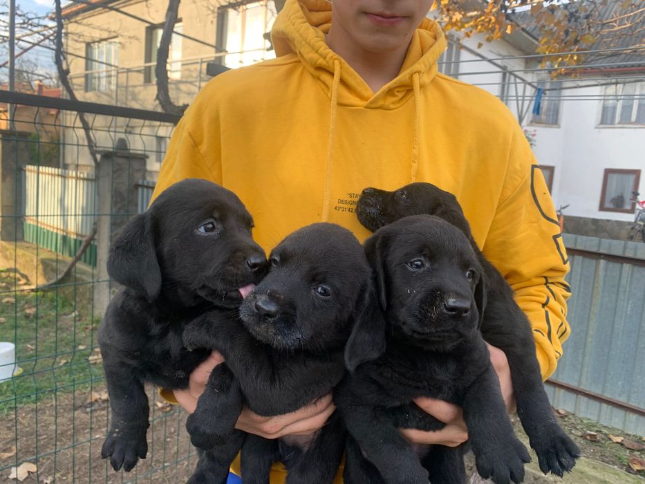 Лабрадорчики шукають сімю