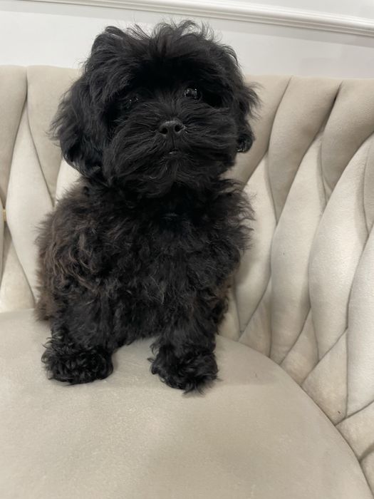 Bolonoodle piesek czarny bolonka i pudel toy