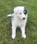 Szczeniak suczka border collie Pestka