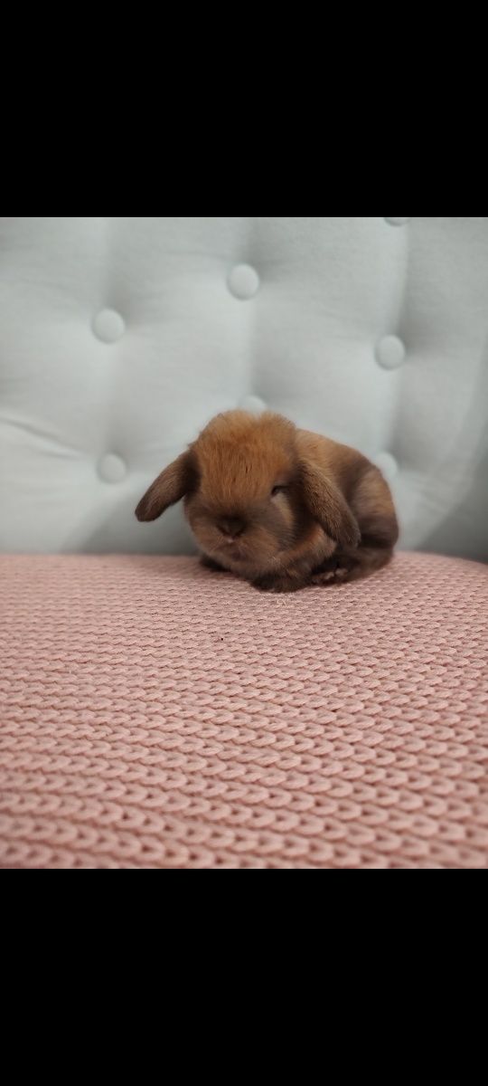 królik  baranek mini lop