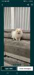 Spitz alemao anao/ lulu da Pomerânia