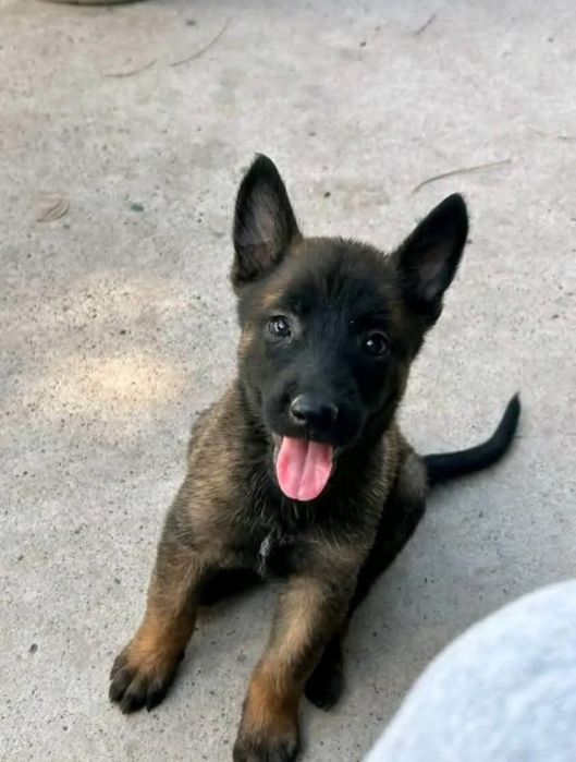 Малінуа Бельгійська вівчарка