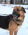 Rocky - do adopcji