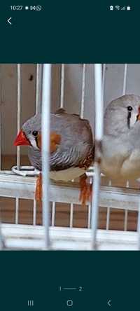 Aves casal de diamantes mandarins