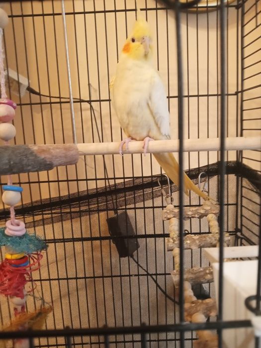 Spszedam papugi nimfy z jlatka