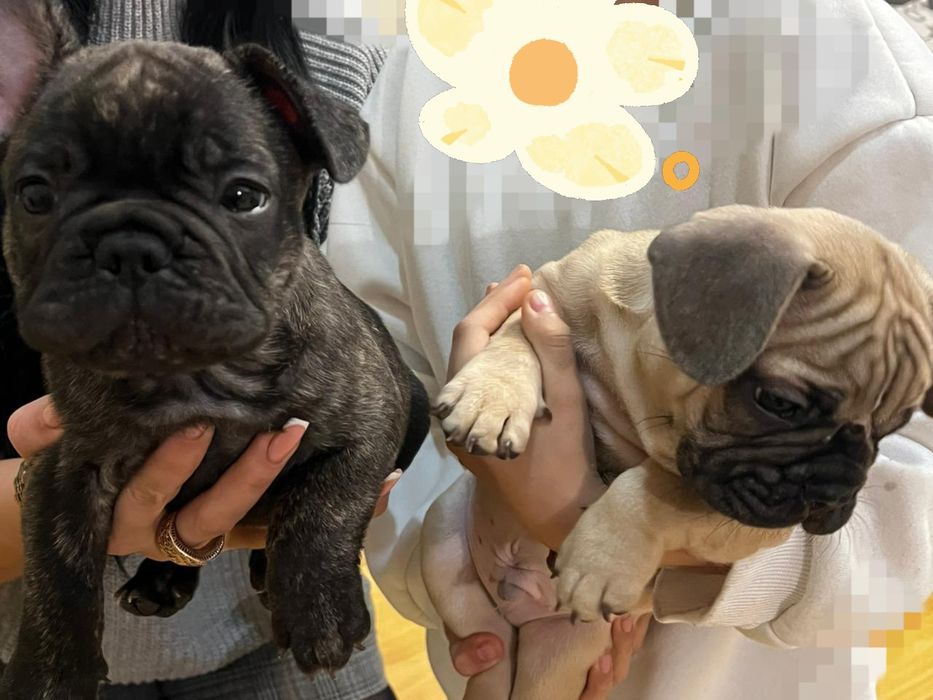 Продається французький бульдог