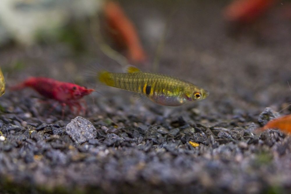 Drobnotka Nadobna Neoheterandria Elegans do nano para wysyłka