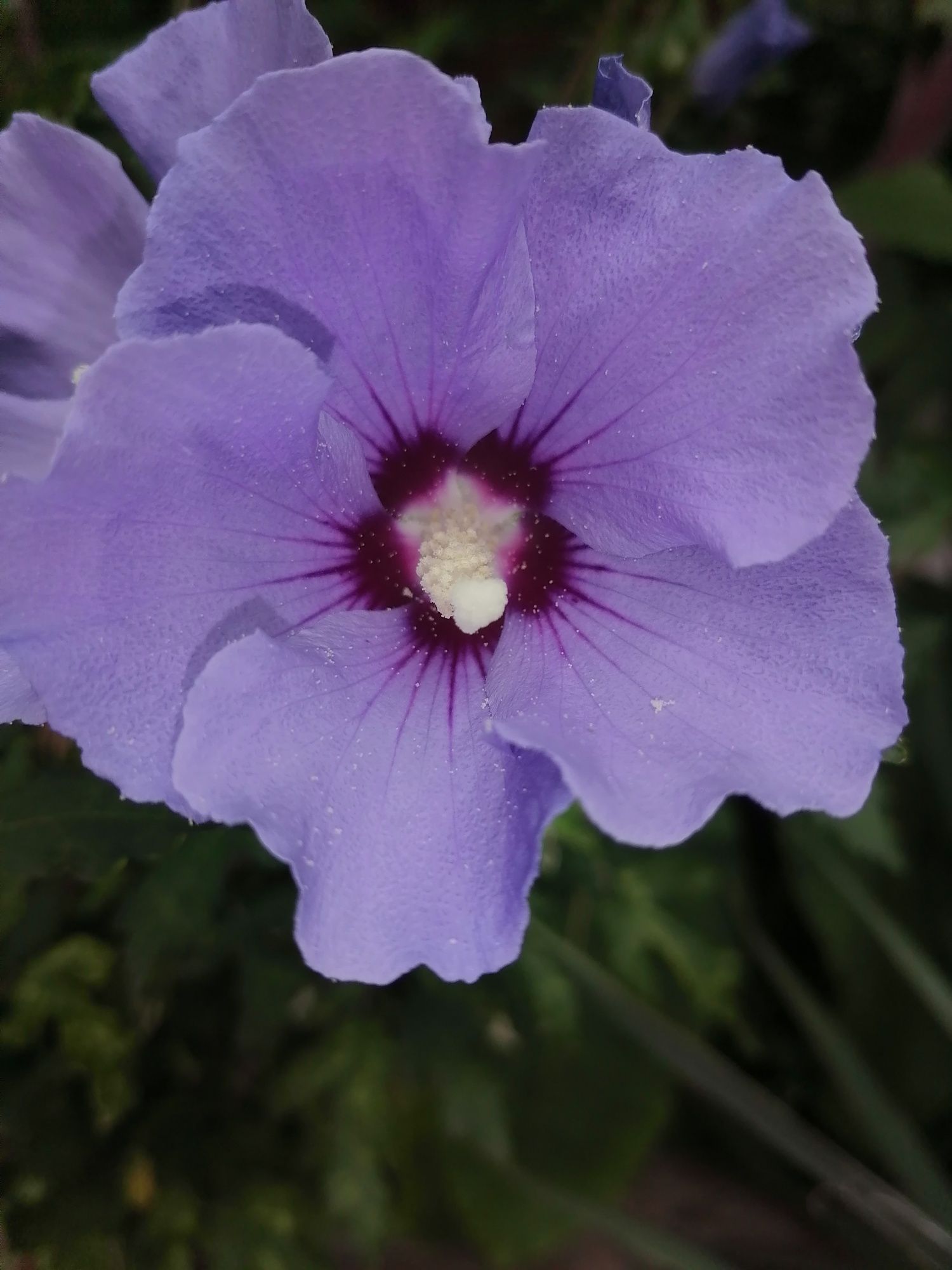 Hibiskus ketmia syryjska