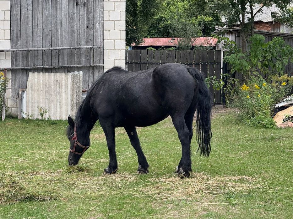 Polski koń zimnokrwisty klacz