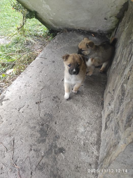 Цуценята 1.5 місяця