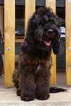 Cockapoo F1, piesek 8 miesięcy, wychowany, spokojny, Phantom Merle