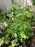 grab inne pod zam doniczka P9