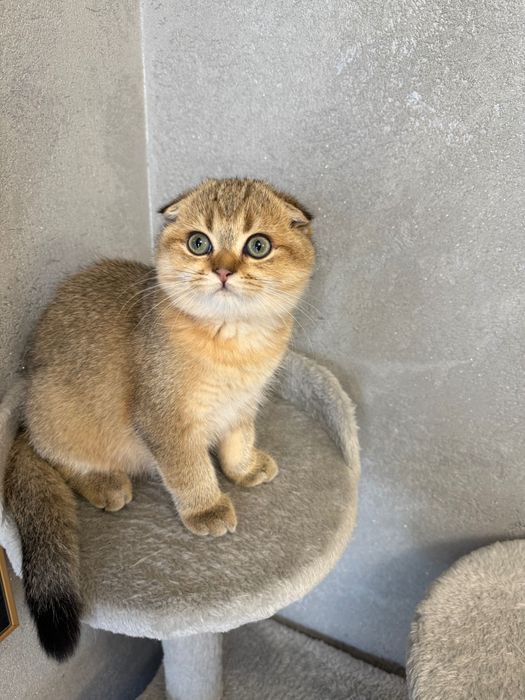 Zwisłoucha szkocka szynszyla