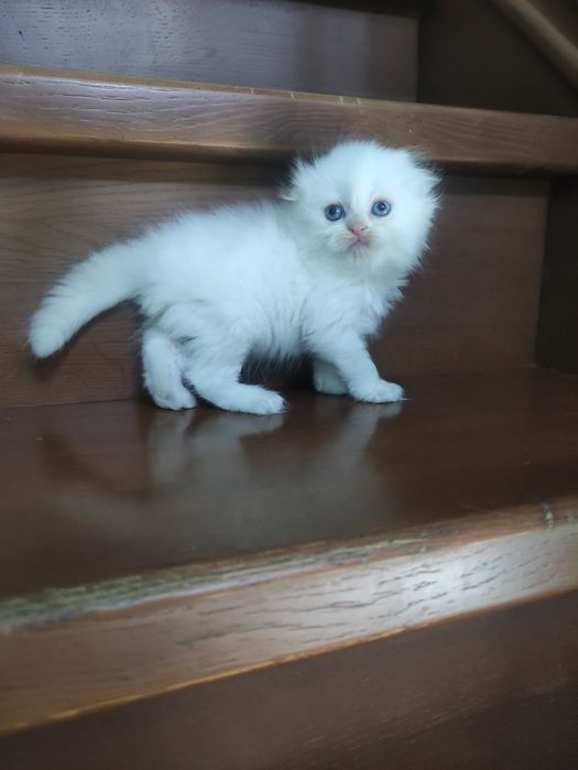 Породные шотландские котята,не вЕслоухие,а действительно вИслоухие!