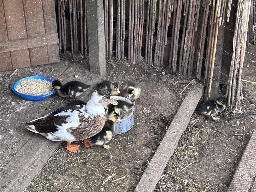 Call duck mandarynki