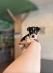 Chihuahua mini macho