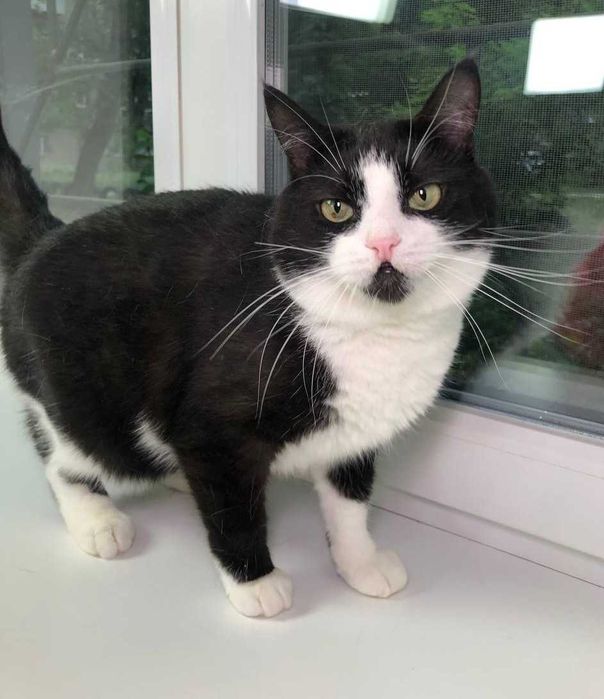 Очень красивый молодой котик с золотым характером Карат.