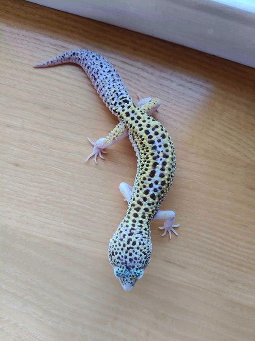 Gekony Lamparcie