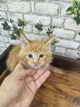 Maine Coon kocurek