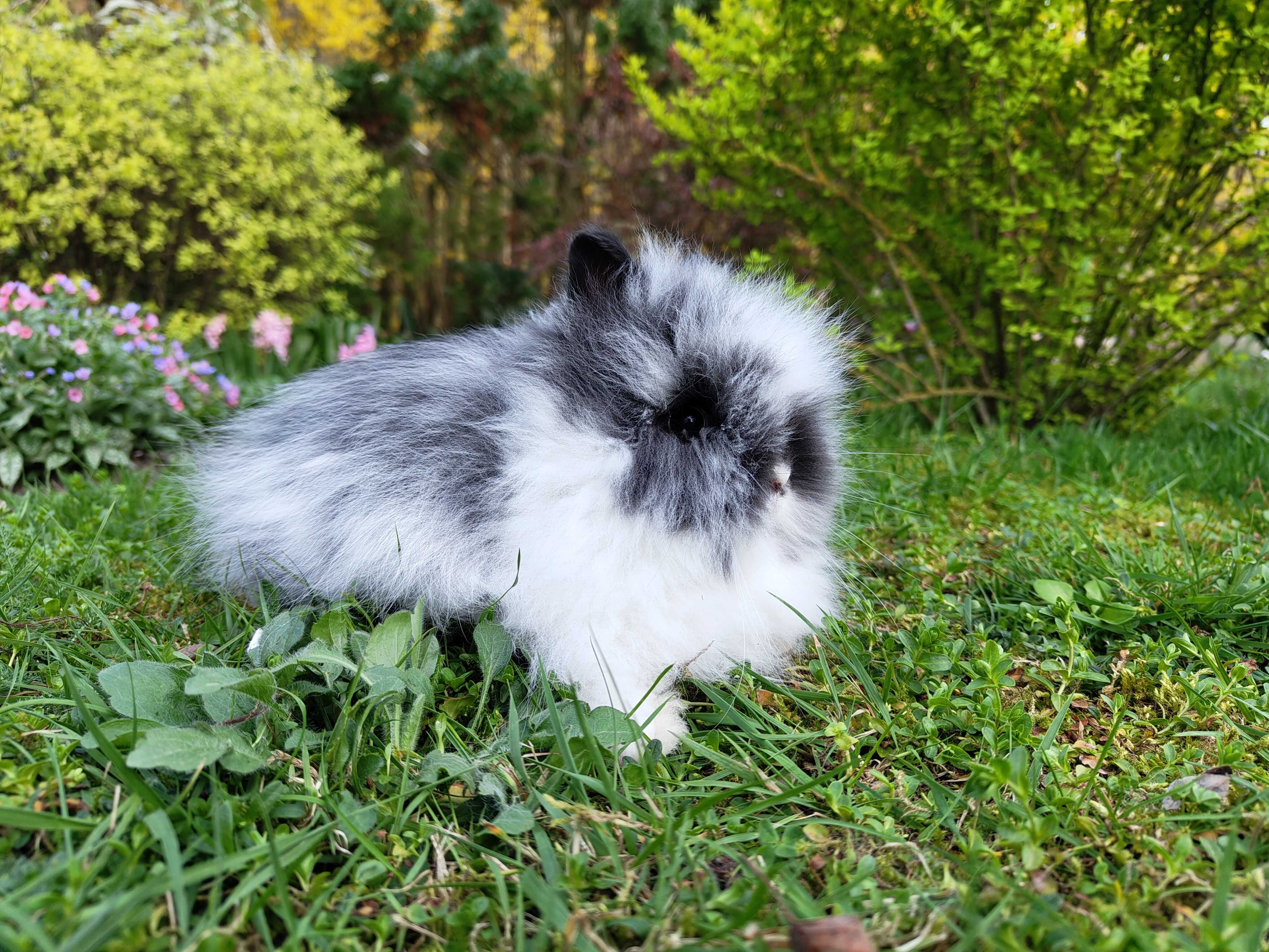 Króliczki Karzełki Teddy. Piękne maluszki do rezerwacji.