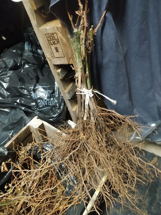 Sadzonki 2 winorośli wino i soki parafinam mikoryza wysylka