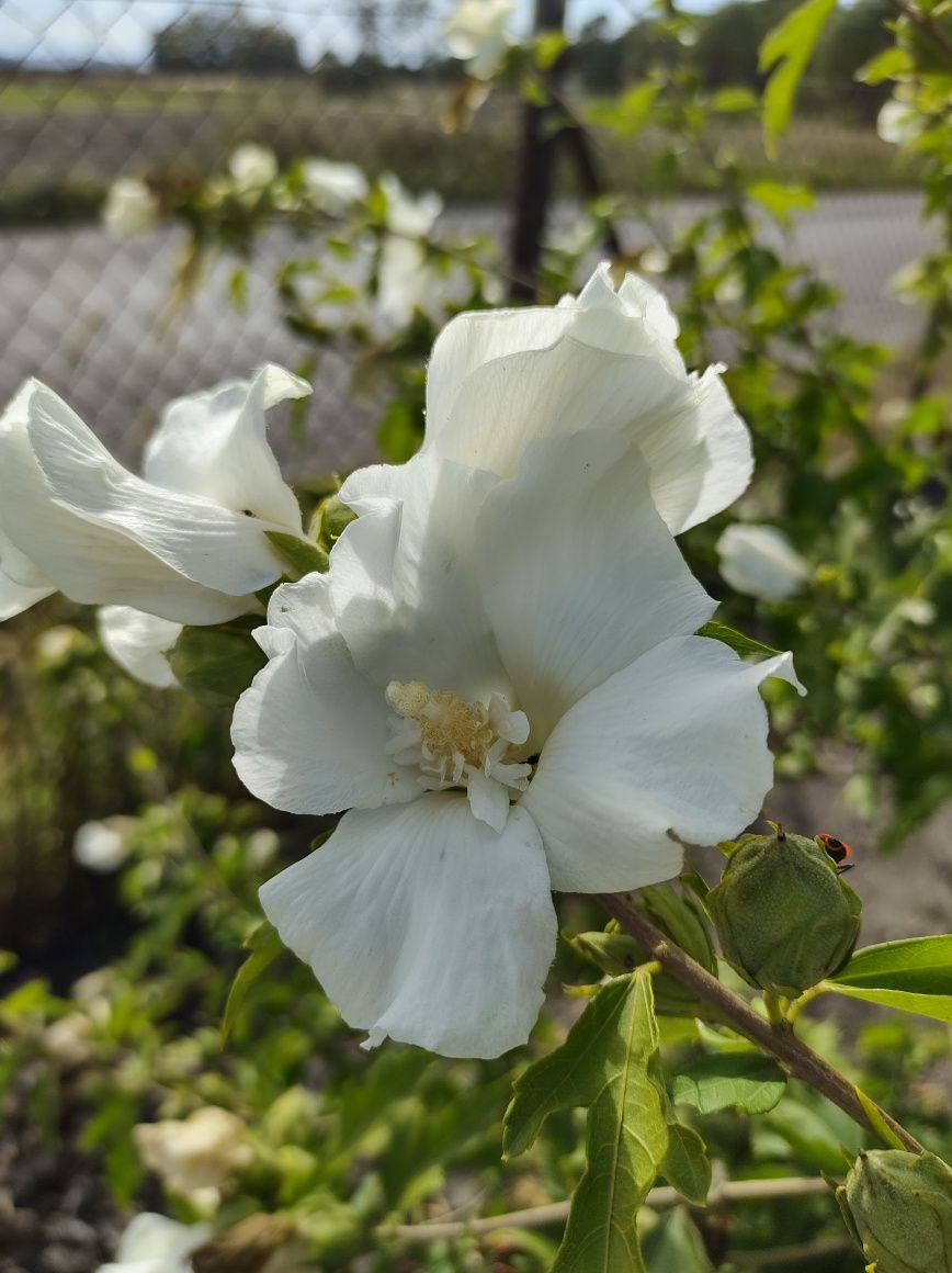 Sprzedam hibiskus ketmia