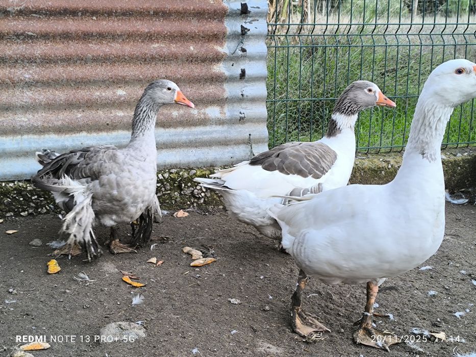 Vendo trio de gansos