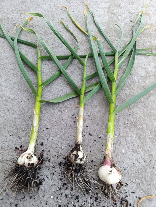 Czosnek harnaś polski