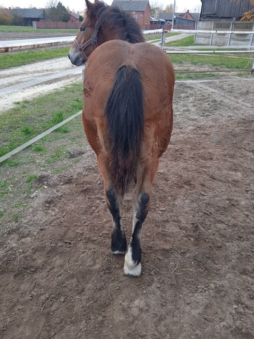 Źrebica zimnokrwista