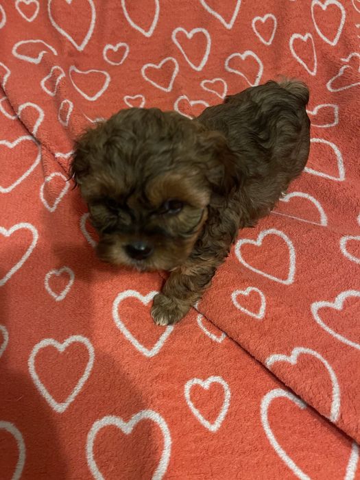 Shihpoo- uroczy piesek pudel, shih tzu