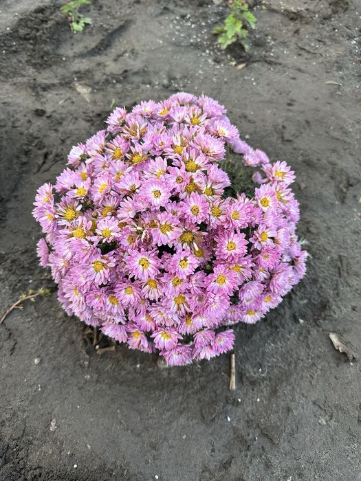 Хризантема  мультифлора