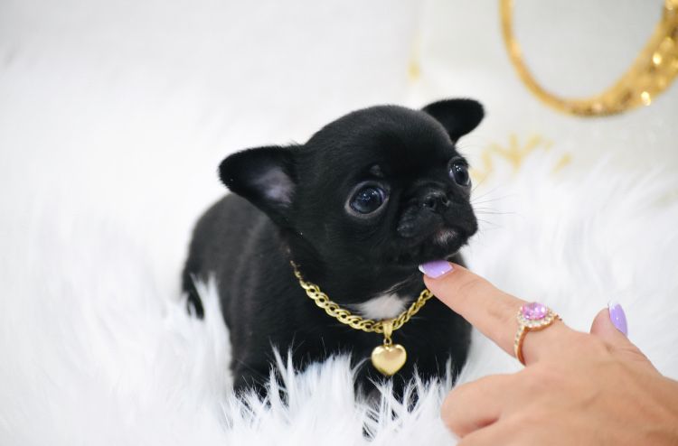 Chihuahua Cudna Malutka XXS Suczka na Święta