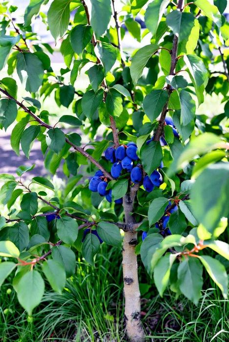 Drzewka owocowe sadzonki szkółkowane DETAL WYSYŁKA