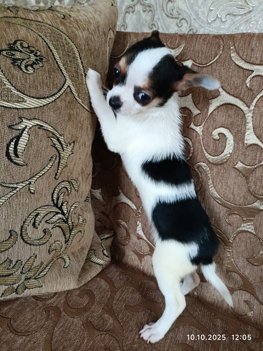 Девочка триколор