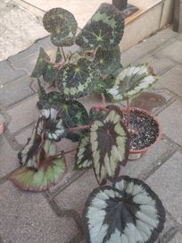 Begonia tanio zapraszam