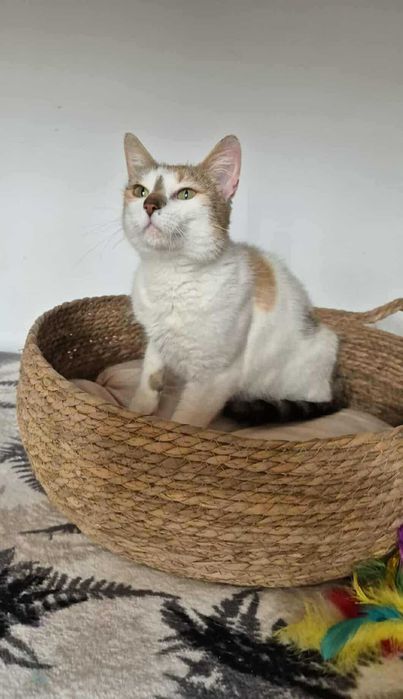 Mirinda - trikolorka do adopcji