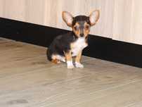 Chihuahua  piesek