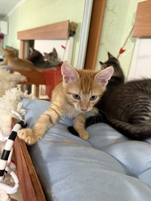 3х месячные котята.