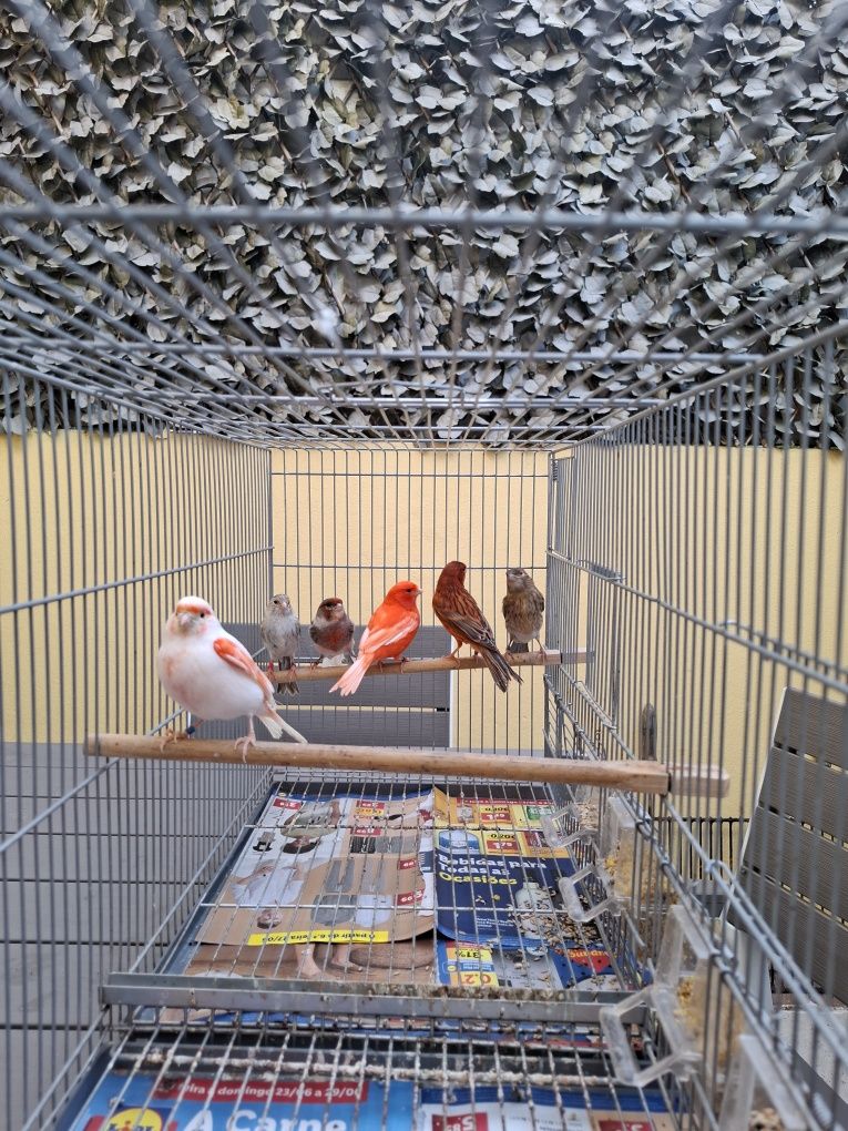 Lote Canarios e Diamantes Gould