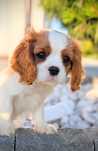 Cavalier King Charles Spaniel ZKwP FCI