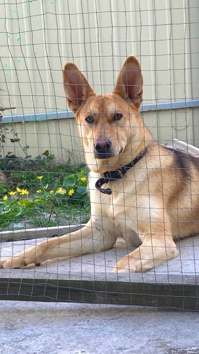 Прекрасній юний пес шукає дім!